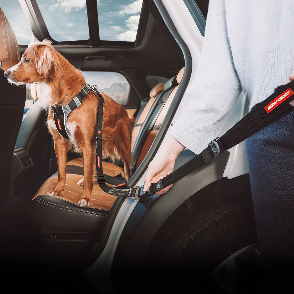 Drive Click Leash - Image 7