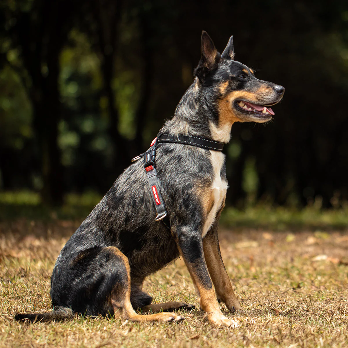 Crosscheck Harness - Image 16
