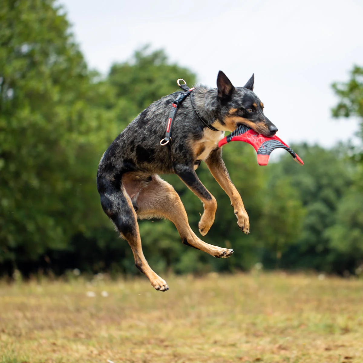 Crosscheck Harness - Image 17