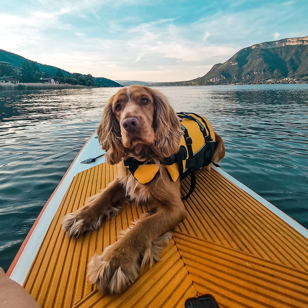 DFD Standard Dog Life Jacket - Image 8