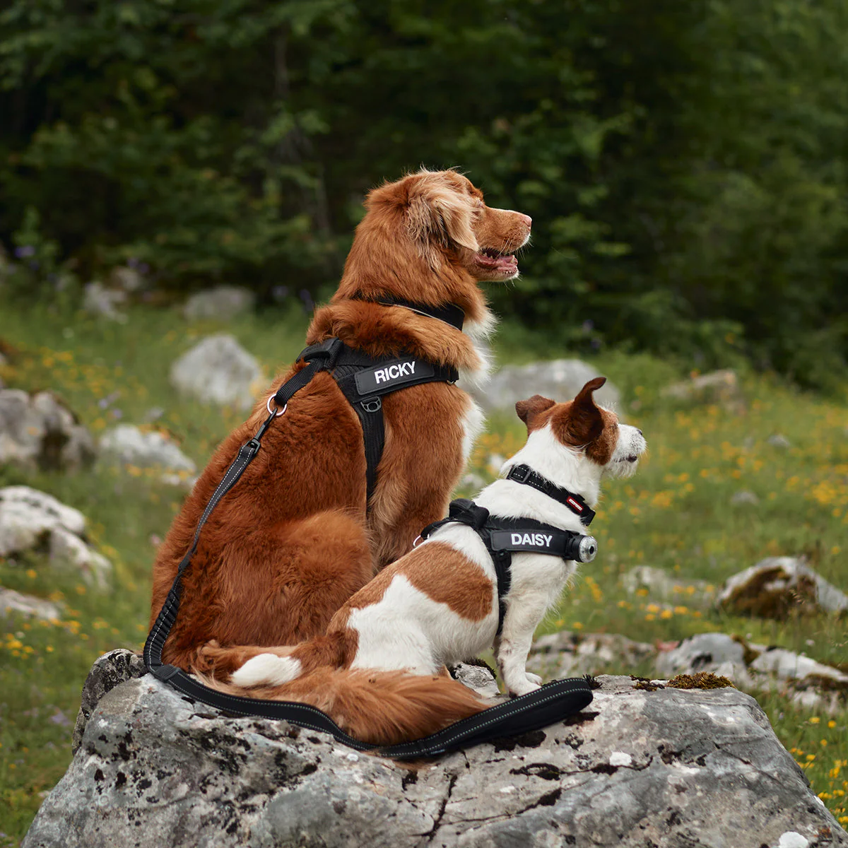Express Harness - Image 27