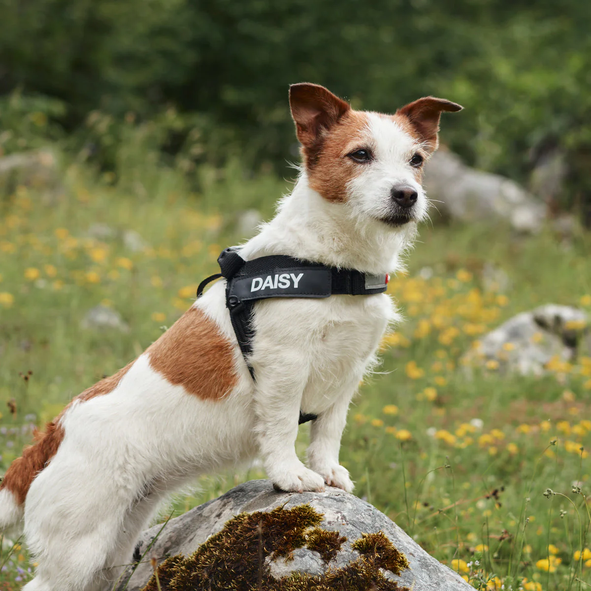 Express Harness - Image 28
