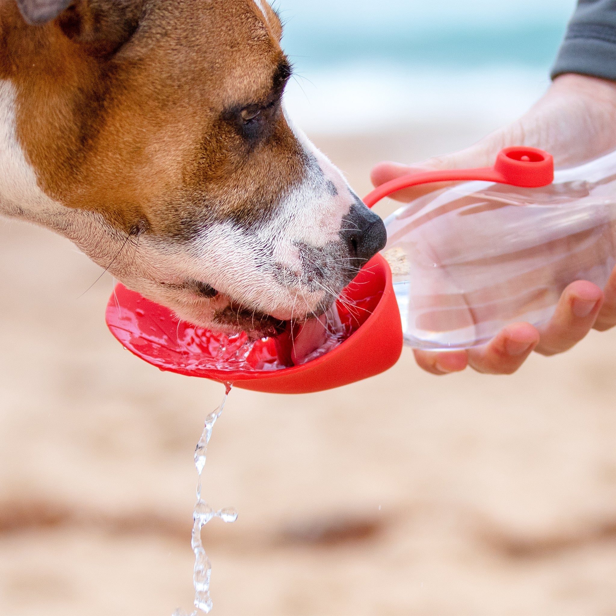 Leaf Dog Water Bottle - Image 4