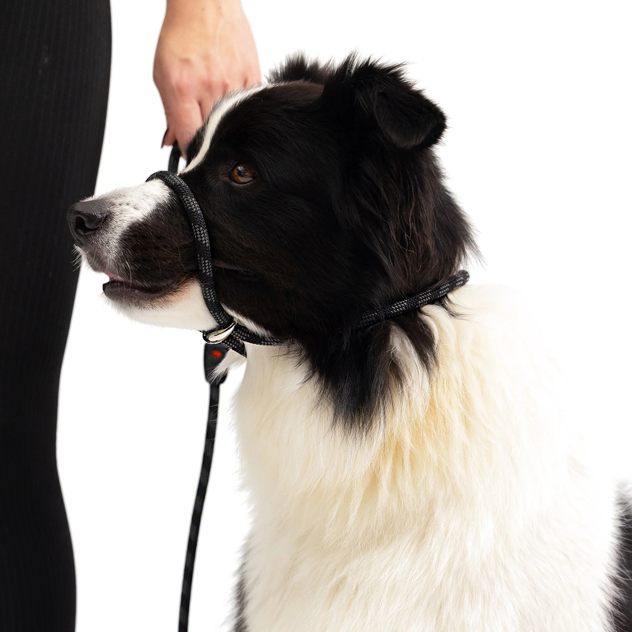 Luca Leash - Image 7