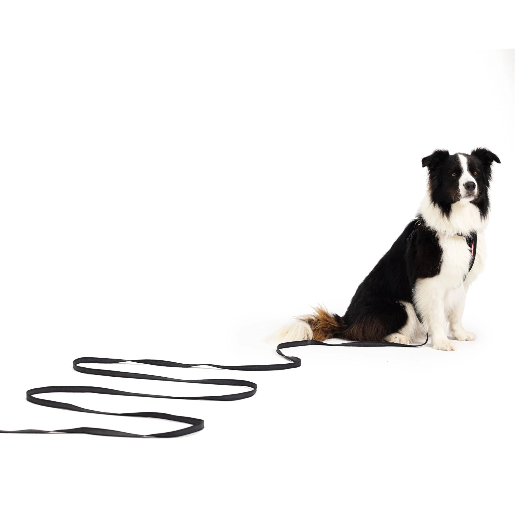 Track n Train 5m Long Dog Lead - Image 4