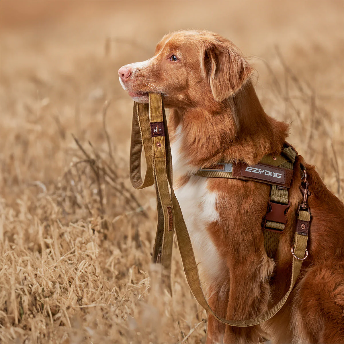 Vario 4 Multi-Function Leash - Image 8